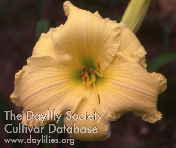 Daylily Halter Top